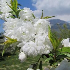 Вишня железистая (русская сакура) Альба Плена (Prunus glandulosa Alba Plena)